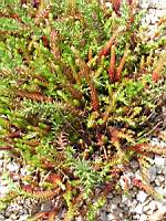 Sedum rupestre (fam Crassulacees) (Europe) (1) (Photo F. Mrugala)